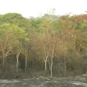 African deciduous forest after sunrise 6:30 African deciduous forest after sunrise 6:30