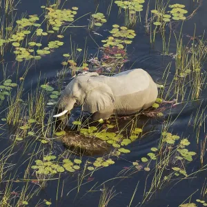 African Elephant (Loxodonta africana) African Elephant (Loxodonta africana)