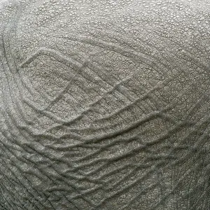 African elephant (Loxodonta africana)