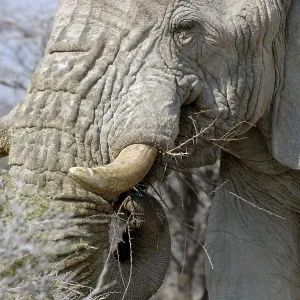 African elephant (Loxodonta africana)