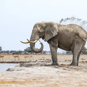 African elephant (Loxodonta africana)