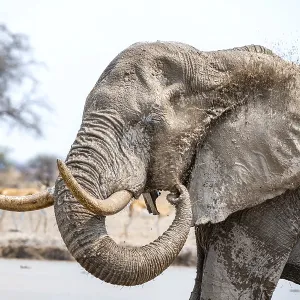 African elephant (Loxodonta africana)