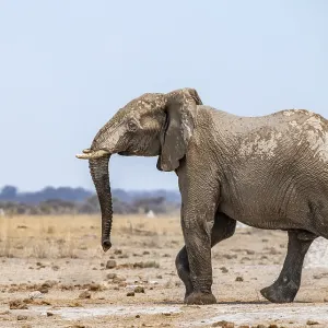 African elephant (Loxodonta africana)