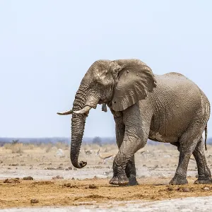 African elephant (Loxodonta africana)