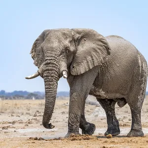 African elephant (Loxodonta africana)