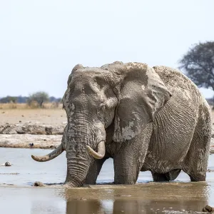 African elephant (Loxodonta africana)