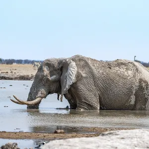 African elephant (Loxodonta africana)