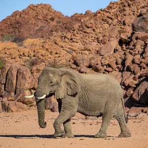 African elephant (Loxodonta africana)
