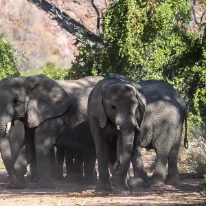 African elephant (Loxodonta africana)