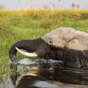 African elephant (Loxodonta africana) swimming in the swamp African elephant (Loxodonta africana) swimming in the swamp