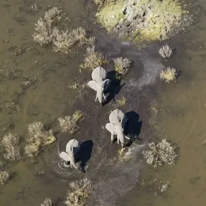 African Elephants (Loxodonta africana) African Elephants (Loxodonta africana)