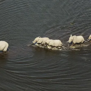 African Elephants (Loxodonta africana) African Elephants (Loxodonta africana)