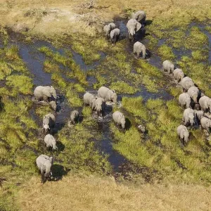 African Elephants (Loxodonta africana) African Elephants (Loxodonta africana)
