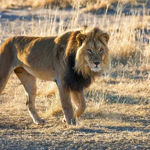 African lion, (Panthera leo), male lion African lion, (Panthera leo), male lion