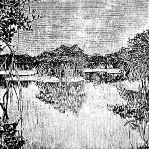 African mangrove forest at low tide African mangrove forest at low tide