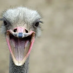 African Ostrich (Struthio camelus), portrait African Ostrich (Struthio camelus), portrait