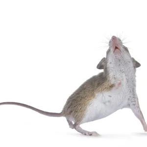 African pygmy mouse aka Mus minutoides and smallest rodent in the world