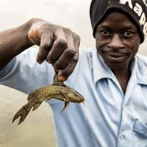 African shows small captured catfish (Siluridae) African shows small captured catfish (Siluridae)
