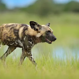 African wild dog, Lycaon pictus
