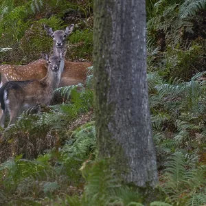 Again and again, small groups move into the sparse oak forest to eat the freshly fallen acorns