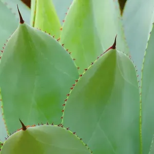 Agave (Agave parrasana), Occurrence in Mexico