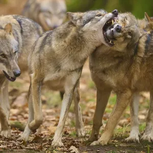 Aggressive behaviour between wolves in a pack in an autumnal forest