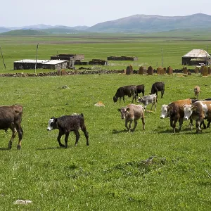 Aghvorik Pasture Landscape Print Aghvorik Pasture Landscape Print