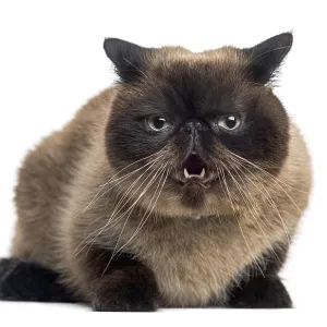 Agressive Persian (2 years old)