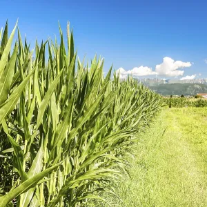 Agricultural landscape. Field of corn