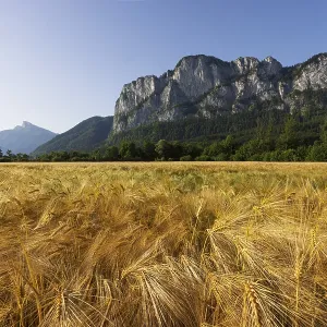 Agricultural Landscape, Hordeum Vulgare Agricultural Landscape, Hordeum Vulgare