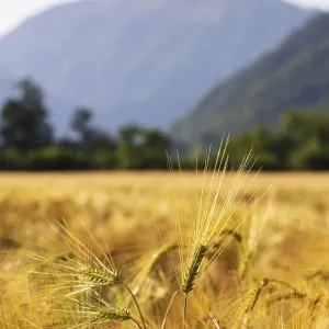 Agricultural Landscape, Hordeum Vulgare Agricultural Landscape, Hordeum Vulgare