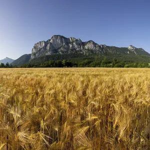 Agricultural Landscape, Hordeum Vulgare Agricultural Landscape, Hordeum Vulgare