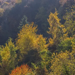 Ahr Valley Autumnal Mixed Forest Print Ahr Valley Autumnal Mixed Forest Print