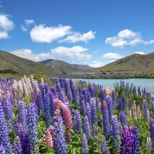 Ahuriri River, purple flowering Large-leaved lupin (Lupinus polyphyllus) Ahuriri River, purple flowering Large-leaved lupin (Lupinus polyphyllus)