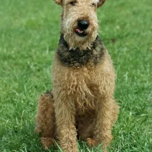 Airedale Terrier Print - Airedale Terrier by imageBROKER Airedale Terrier Print - Airedale Terrier by imageBROKER