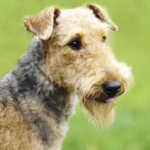 Airedale Terrier Print - Outdoors Portrait Airedale Terrier Print - Outdoors Portrait