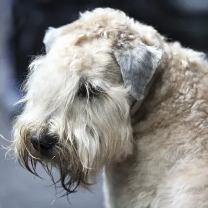 Airedale terrier Portrait Airedale terrier Portrait