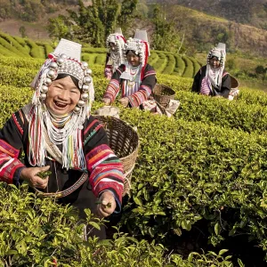 Akha hill tribe women picking tea