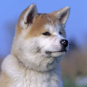 Akita Inu Akita Inu