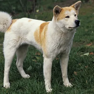 AKITA INU DOG, adult ON GRASS