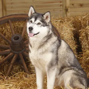 Alaskan Malamute, bitch