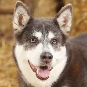 Alaskan Malamute, bitch, blue
