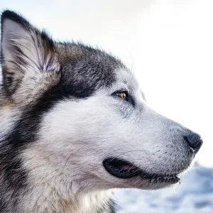 Alaskan malamute close-up of the head Alaskan malamute close-up of the head