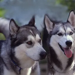 Alaskan Malamute and Siberian Husky Alaskan Malamute and Siberian Husky