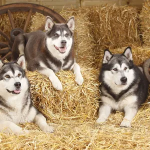 Alaskan Malamutes