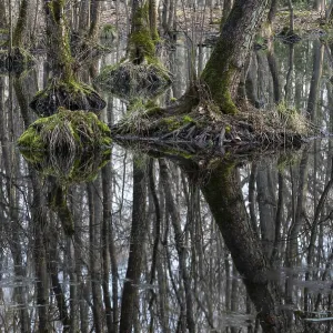 Alder quarry forest in early spring