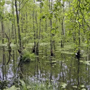 Alder wood with standing water
