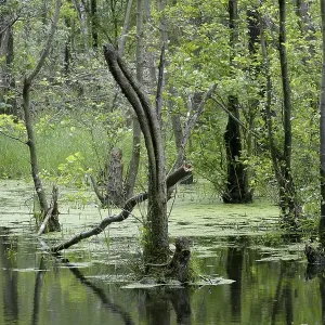 Alder wood with standing water Alder wood with standing water
