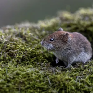 An alert bank vole (Myodes glareolus) on a moss-covered branch