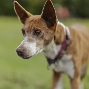 An alert brown dog, Podenco, out in the countryside